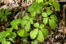 Load image into Gallery viewer, Ginseng,  American