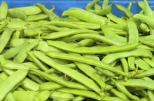 Load image into Gallery viewer, Bean, Romano Bush