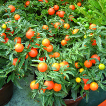 Load image into Gallery viewer, Tomato, Cherry Tiny Tim Dwarf