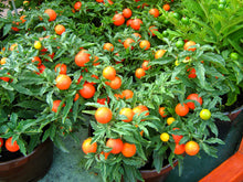 Load image into Gallery viewer, Tomato, Cherry Tiny Tim