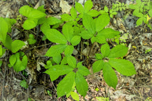 Load image into Gallery viewer, Ginseng,  American