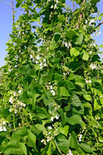 Load image into Gallery viewer, Bean, Kentucky Wonder Pole