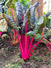 Load image into Gallery viewer, Swiss Chard, Pink Lipstick