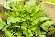 Load image into Gallery viewer, Sorrel, Large Leaf