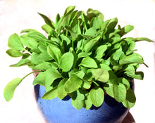 Load image into Gallery viewer, Sorrel, Large Leaf