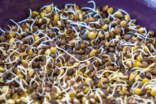 Load image into Gallery viewer, Lentil, Black