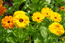 Load image into Gallery viewer, Marigold, Pacific Beauty