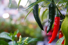 Load image into Gallery viewer, Pepper, Serrano Tampiqueno