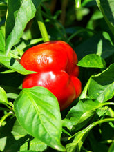 Load image into Gallery viewer, Pepper, Pimento