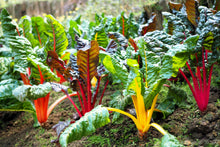 Load image into Gallery viewer, Swiss Chard, Northern Lights