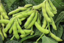 Load image into Gallery viewer, Soybean,  Edamame