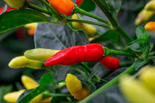 Load image into Gallery viewer, Pepper, Tabasco