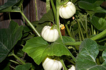 Load image into Gallery viewer, Pumpkin, Baby Boo