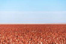 Load image into Gallery viewer, Sorghum. Rox Orange