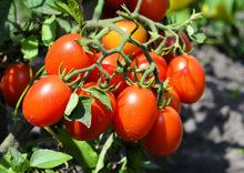 Load image into Gallery viewer, Tomato, Roma
