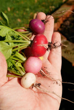 Load image into Gallery viewer, Radish, Easter Egg
