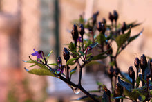 Load image into Gallery viewer, Pepper, Royal Black