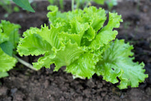 Load image into Gallery viewer, Lettuce, Loose Leaf