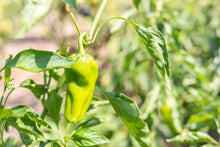 Load image into Gallery viewer, Pepper, Cubanelle