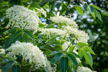 Load image into Gallery viewer, Elderberry, American