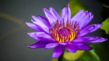 Load image into Gallery viewer, Lotus, Mixed Colors - Organic