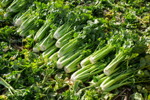 Load image into Gallery viewer, Celery, Tendercrisp