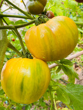 Load image into Gallery viewer, Tomato, Pineapple