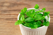 Load image into Gallery viewer, Spearmint