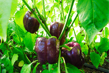 Load image into Gallery viewer, Pepper, Purple Beauty Bell
