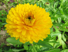 Load image into Gallery viewer, Marigold, Pacific Beauty