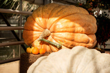 Load image into Gallery viewer, Pumpkin, Dill's Atlantic Giant