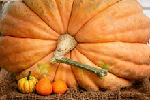 Load image into Gallery viewer, Pumpkin, Dill's Atlantic Giant