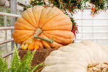 Load image into Gallery viewer, Pumpkin, Dill's Atlantic Giant