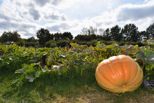 Load image into Gallery viewer, Pumpkin, Dill's Atlantic Giant