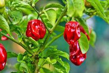 Load image into Gallery viewer, Pepper, Habanero Red
