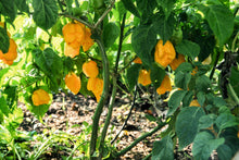 Load image into Gallery viewer, Pepper, Carolina Reaper
