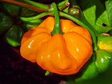 Load image into Gallery viewer, Pepper, Yellow Jamaican Hot