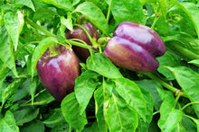 Load image into Gallery viewer, Pepper, Lilac Bell