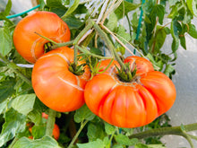 Load image into Gallery viewer, Tomato, Pineapple