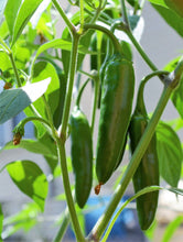Load image into Gallery viewer, Pepper, Jalapeno