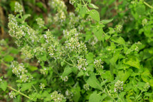 Load image into Gallery viewer, Catnip, Lemony