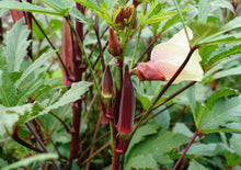 Load image into Gallery viewer, Okra, Red Burgundy