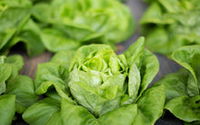 Load image into Gallery viewer, Lettuce, White Boston