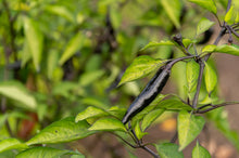 Load image into Gallery viewer, Pepper, Pasilla Bajio