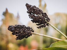 Load image into Gallery viewer, Sorghum, Black Amber Cane - Organic