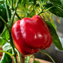 Load image into Gallery viewer, Pepper, Big Red Bell