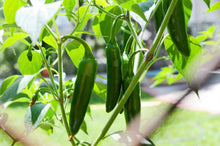 Load image into Gallery viewer, Pepper, Jalapeno
