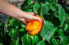Load image into Gallery viewer, Pepper, Orange King Bell