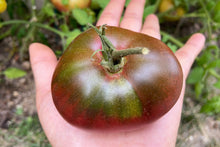 Load image into Gallery viewer, Tomato, Purple Cherokee