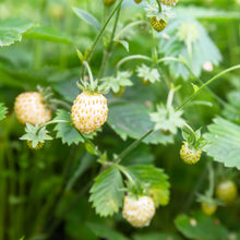 Load image into Gallery viewer, Strawberry, Pineapple Crush